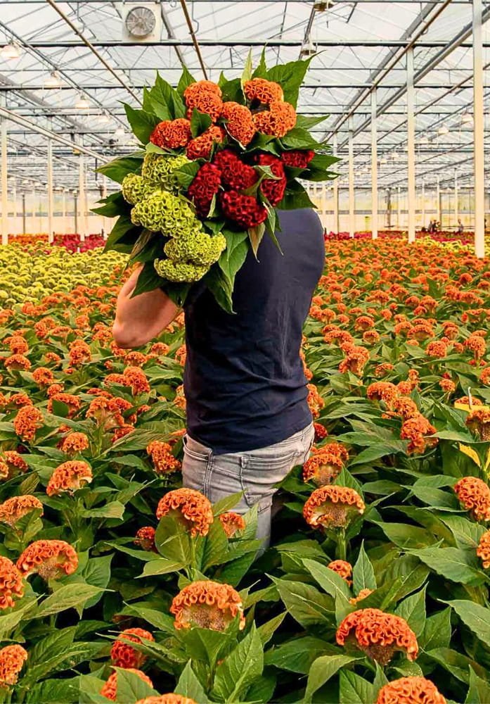 Floriculture & Nursery