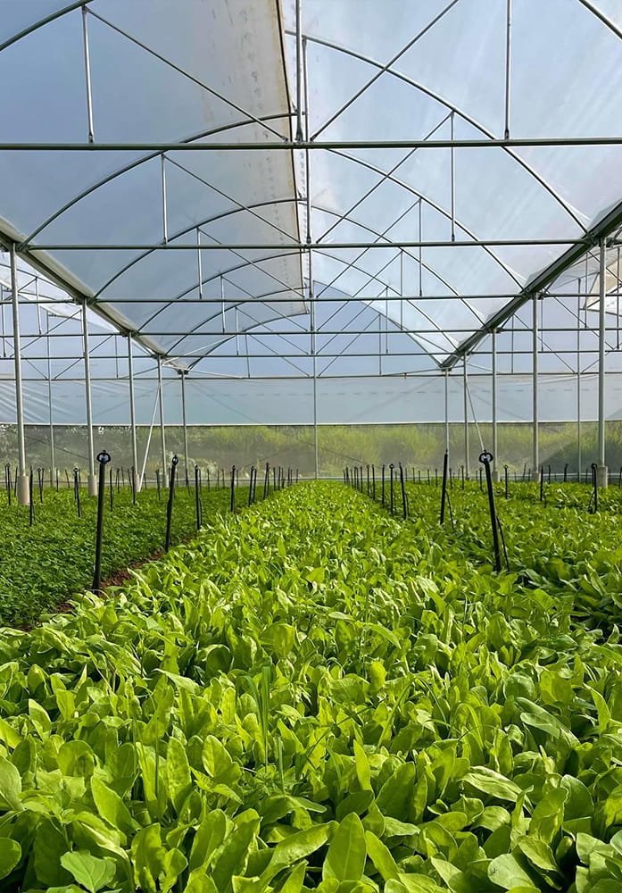 Protected Cultivation